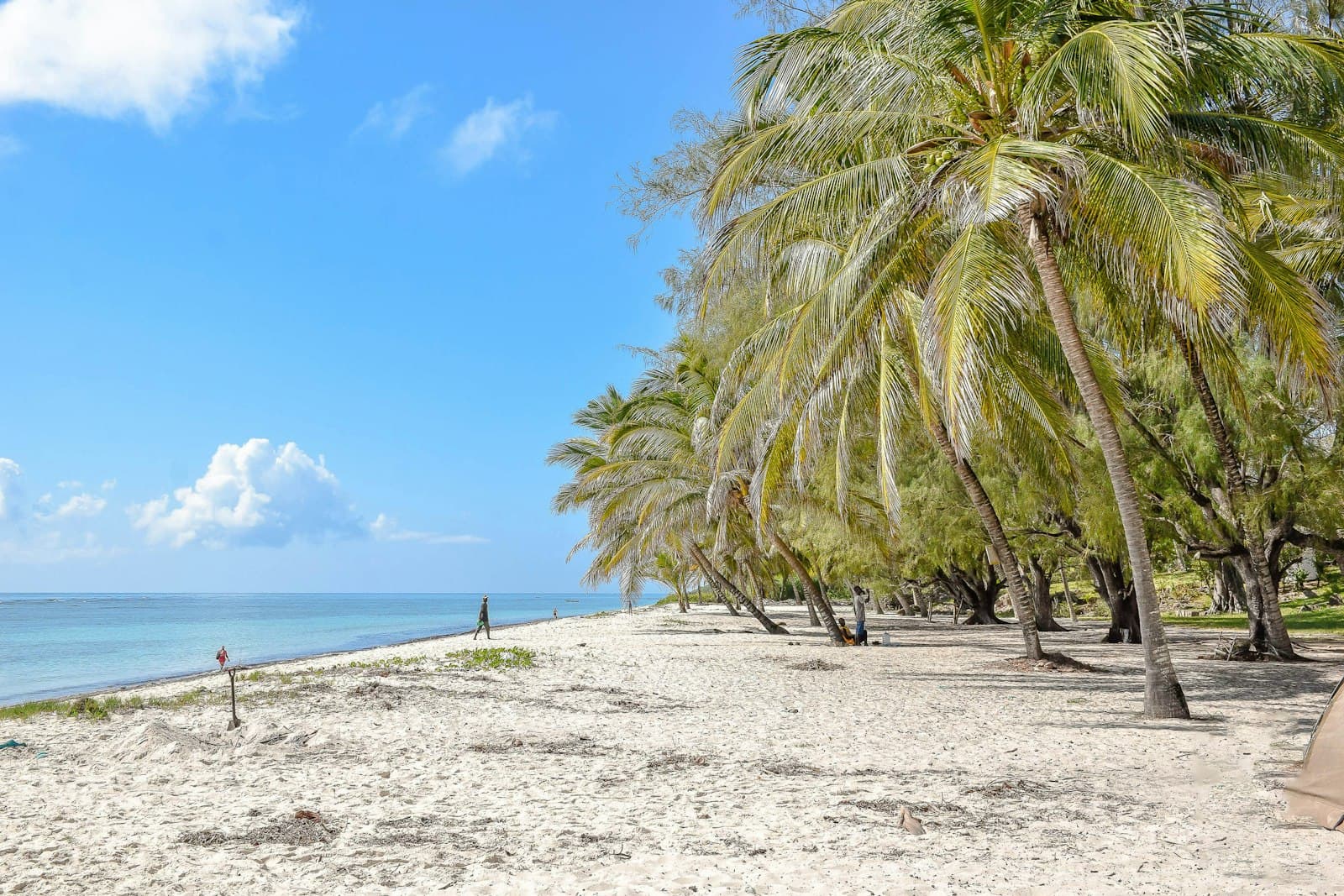 A beach lined with palm trees under a blue sky