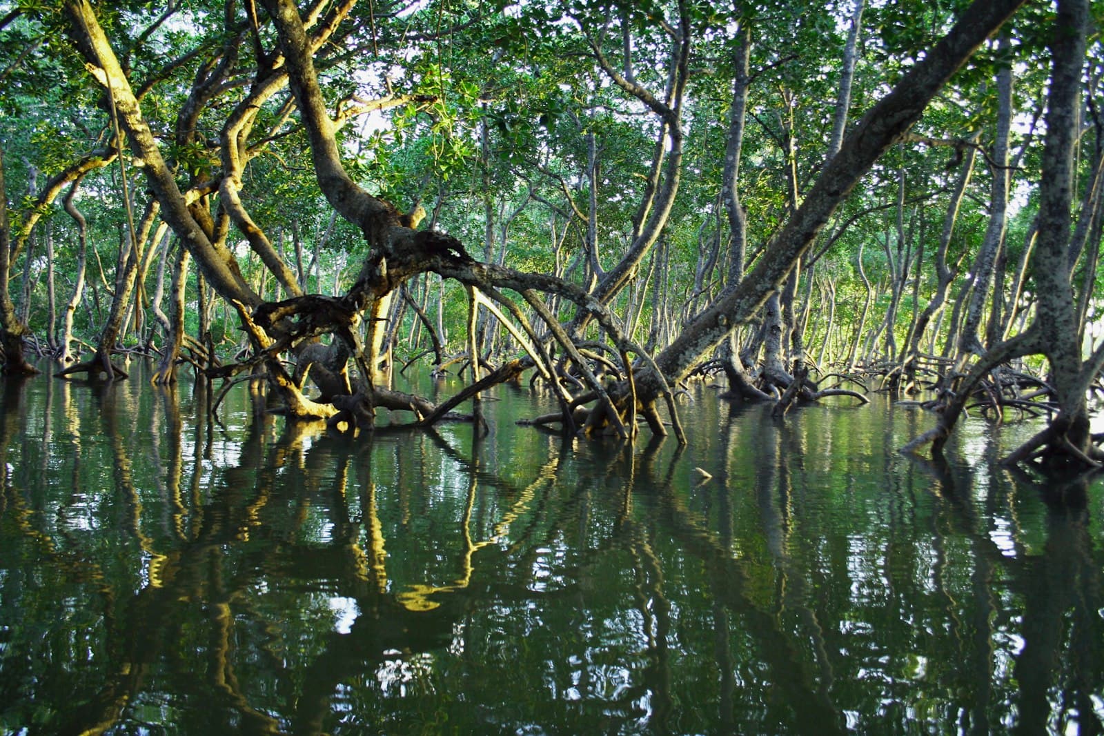Mangrove trees with tangled roots growing in calm water