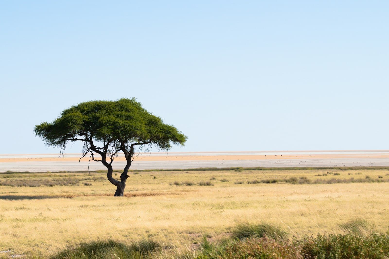 A lone tree on open grassland