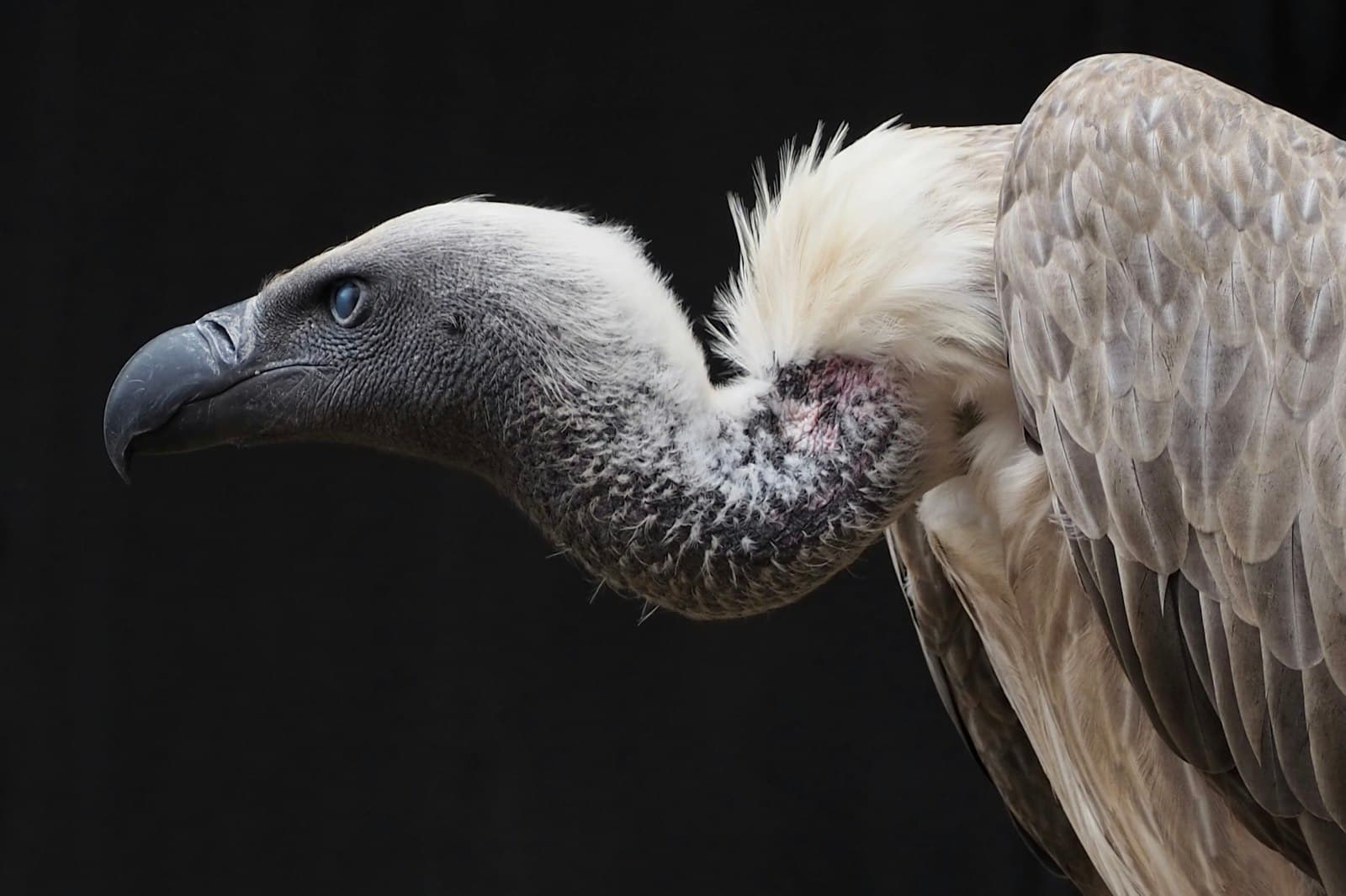 A vulture perched on a branch