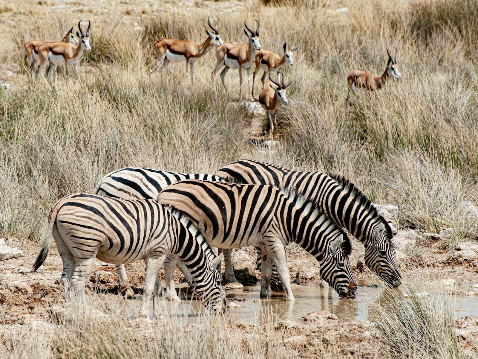 A herd of zebra drinking at a waterhole